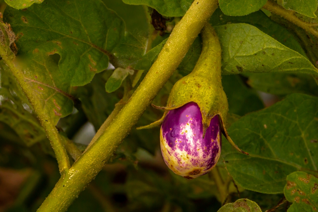Solanum melongena