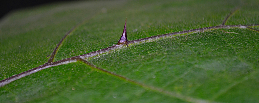 Solanum melongena spine on leaf