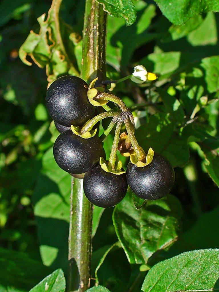 Black round fruits