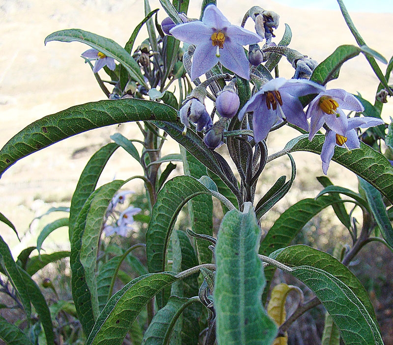 Blue flowers and green leaves