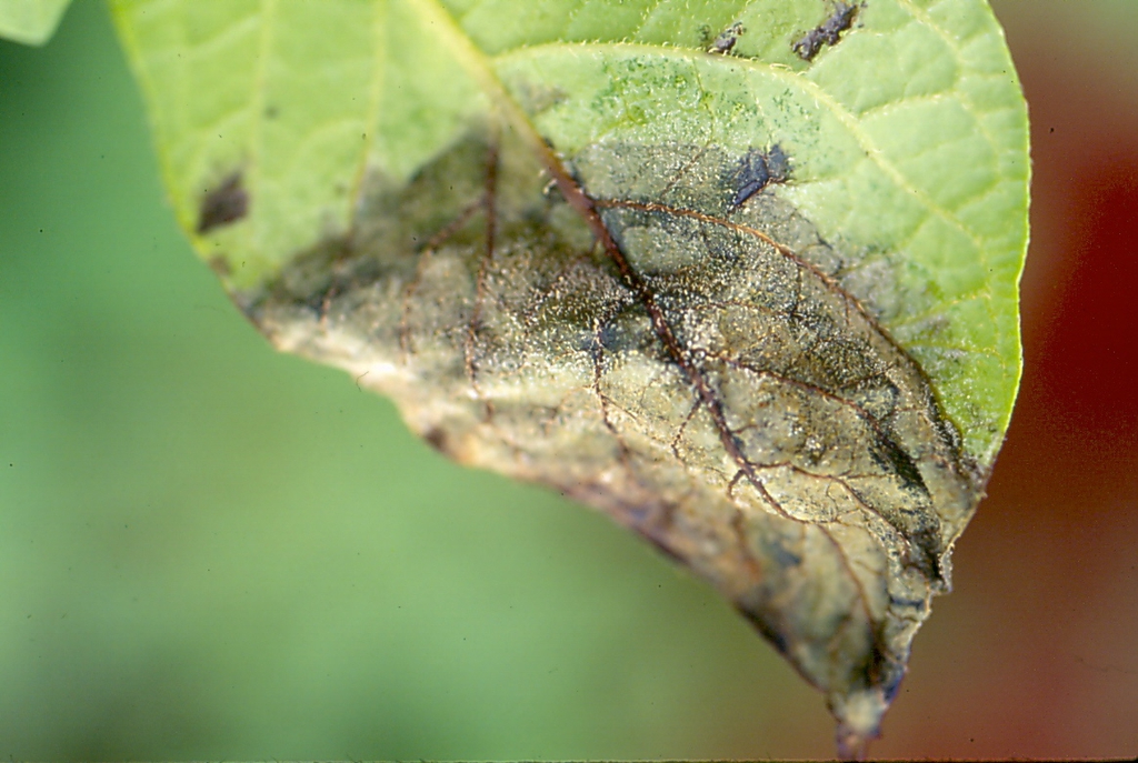 Solanum tuberosum with late blight