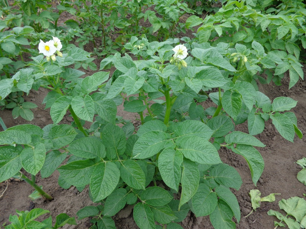 Solanum tuberosum