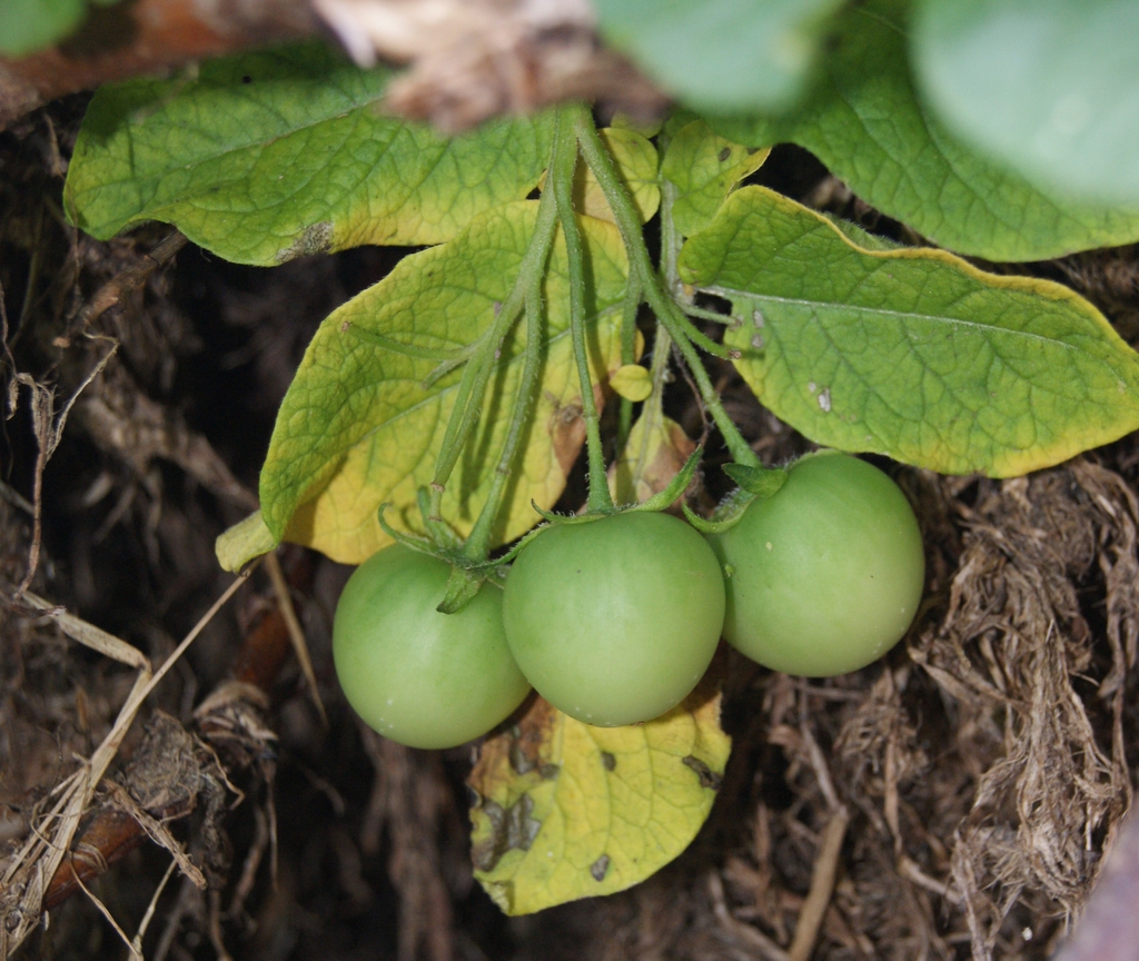 Solanum tuberosum
