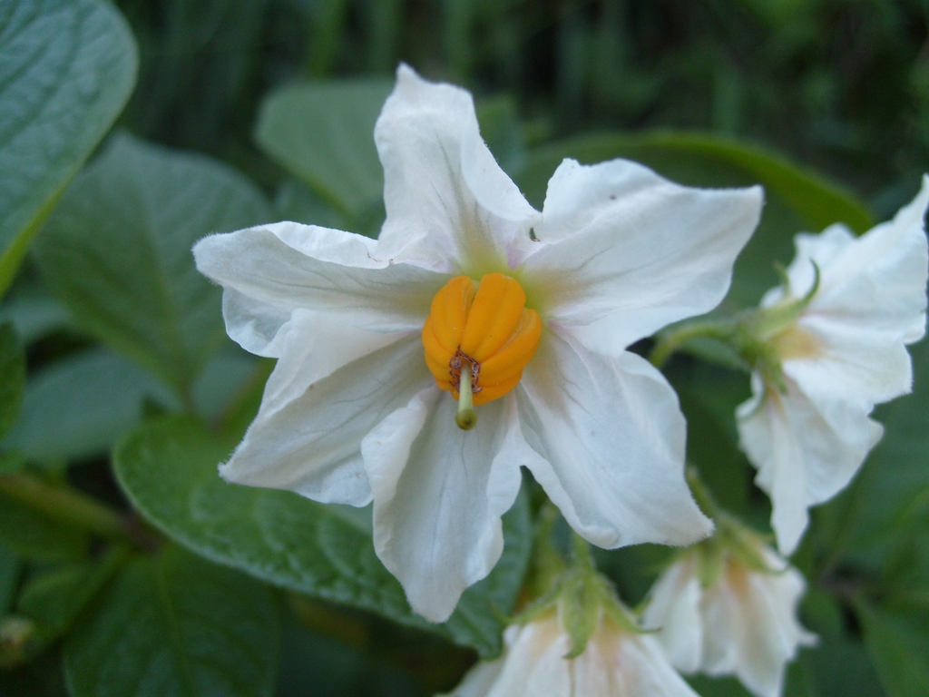 Solanum tuberosum's flower