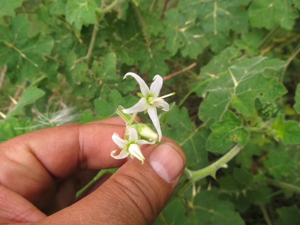 Small white flowers