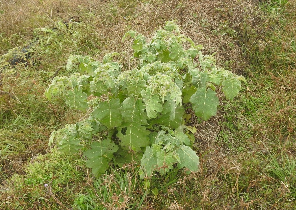 Form