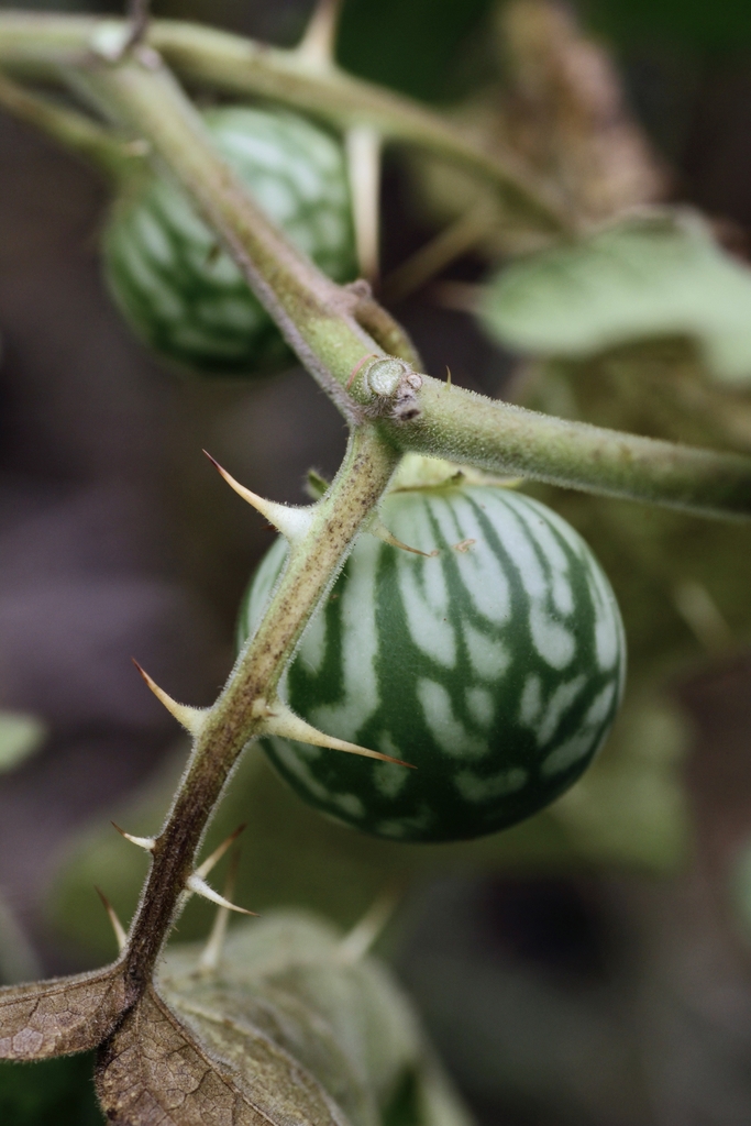 Immature fruit and prickles