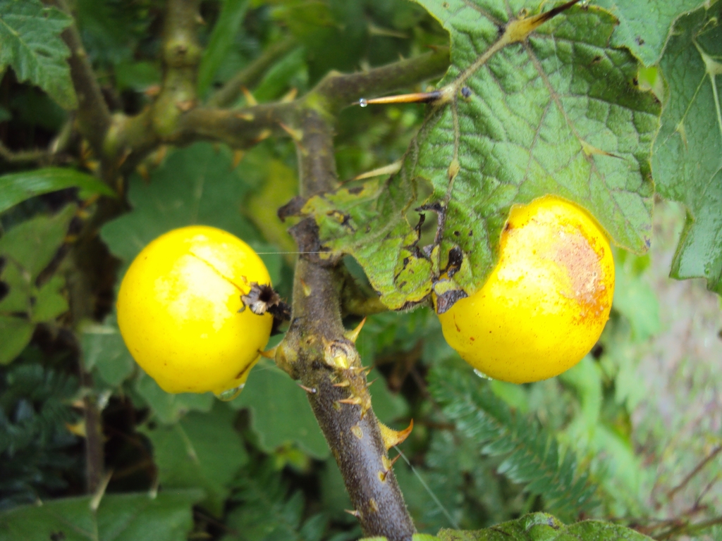 Mature fruits