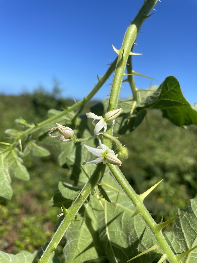 Stem and prickles