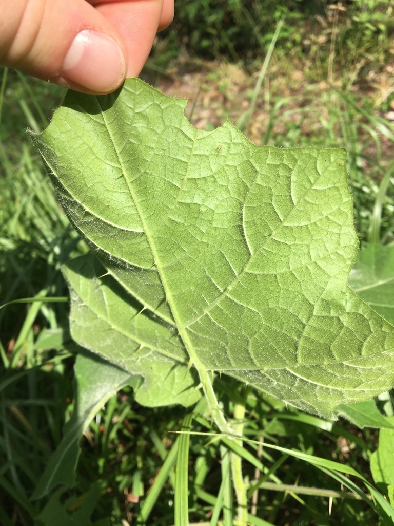 Underside of leaf
