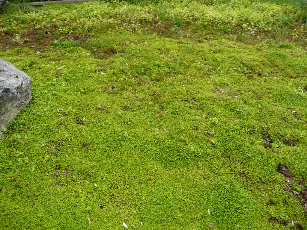 Soleirolia soleirolii