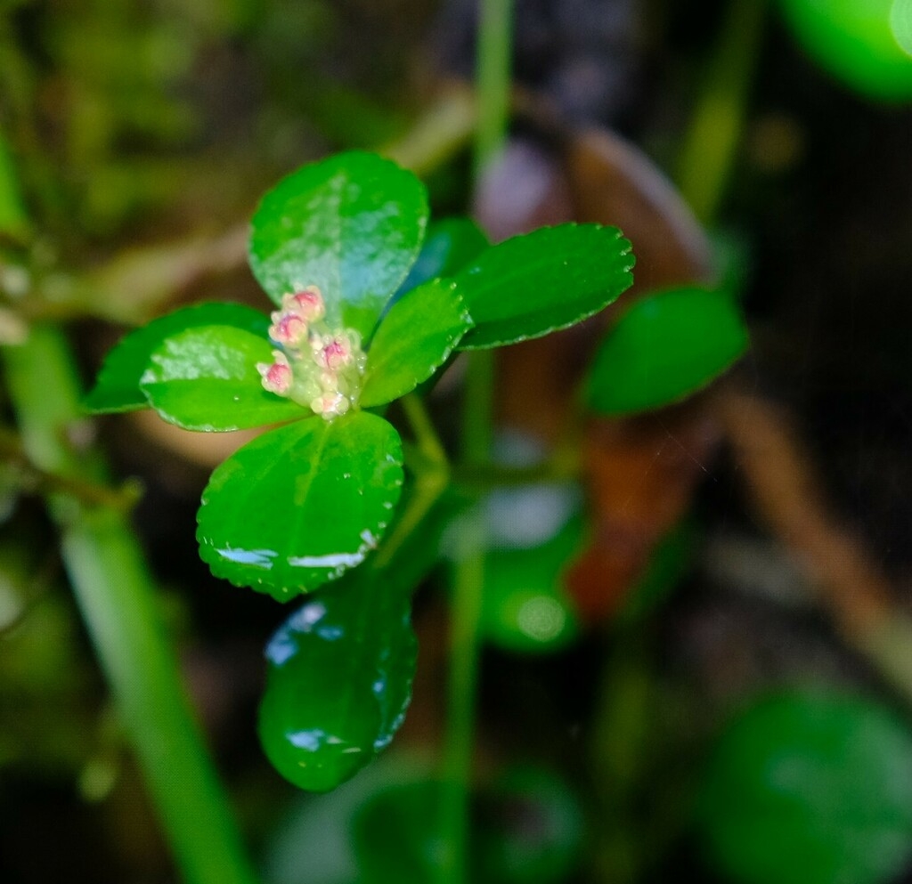 Tiny flowers