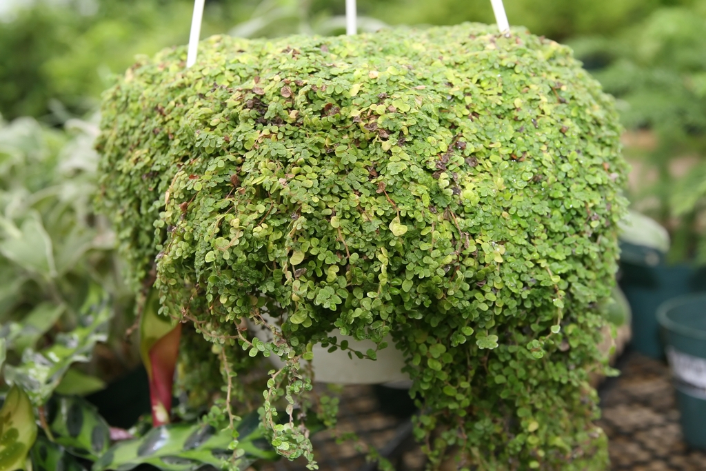 Soleirolia soleirolii