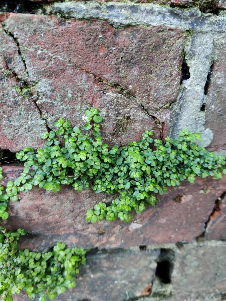Growing in cracks of a wall