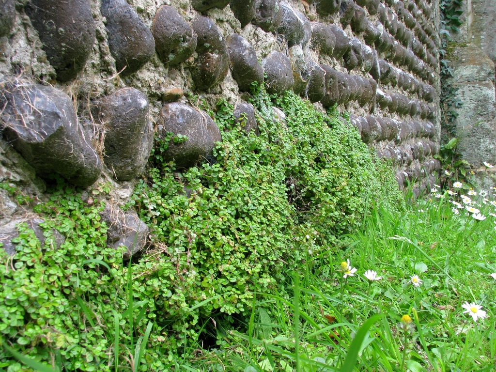 Soleirolia soleirolii