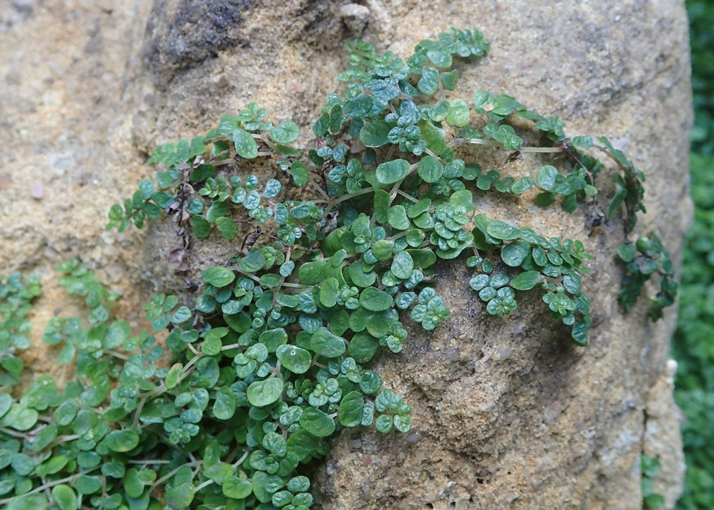 Soleirolia soleirolii