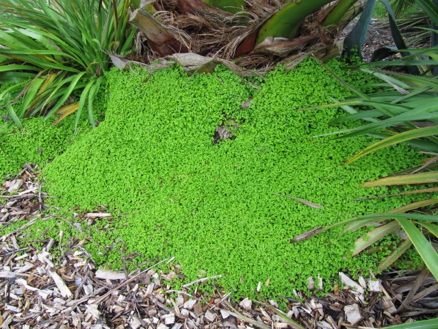 Soleirolia soleirolii