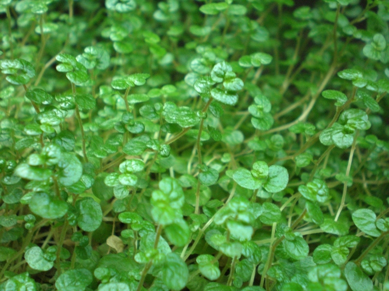 Soleirolia soleirolii