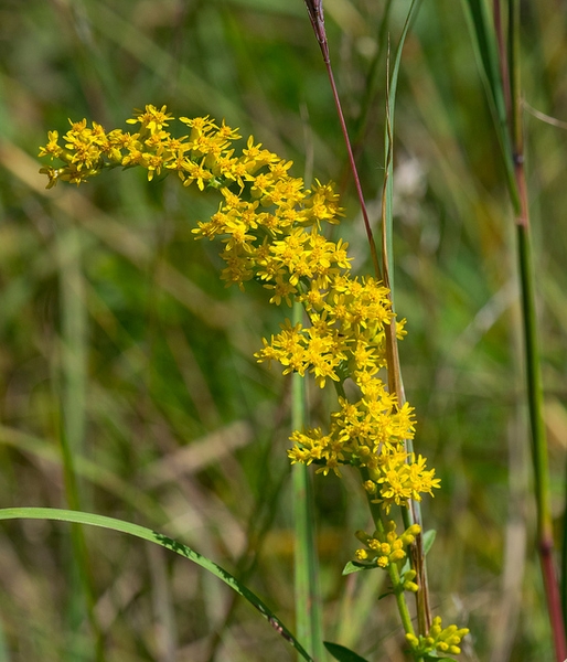 Solidago nemoralis