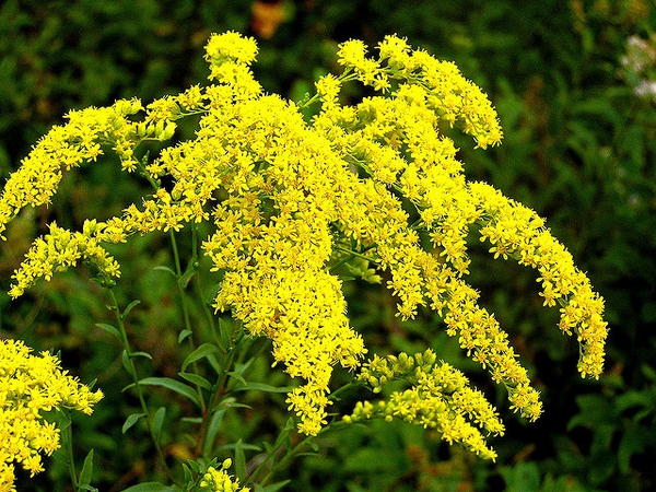 Cluster of small yellow flowers on spreading branches.