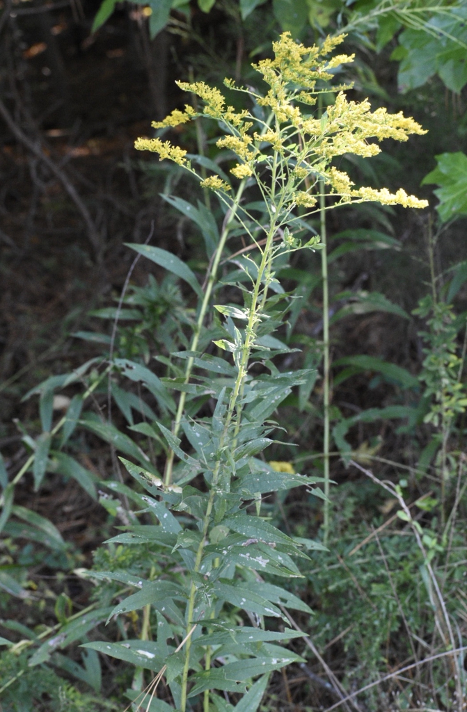 Cluster of small yellow flowers on spreading branches.