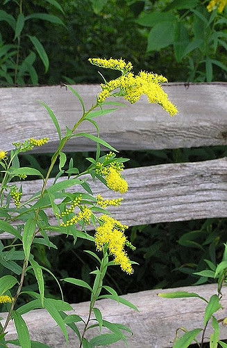 Solidago altissima