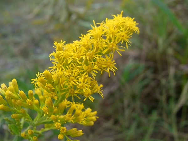 Solidago altissima