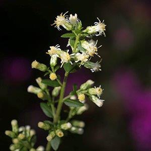 Solidago bicolor