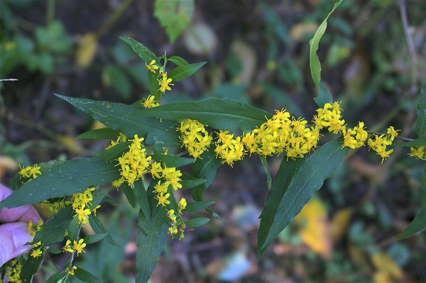 Solidago caesia
