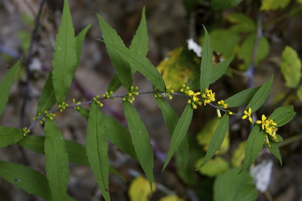 Solidago caesia
