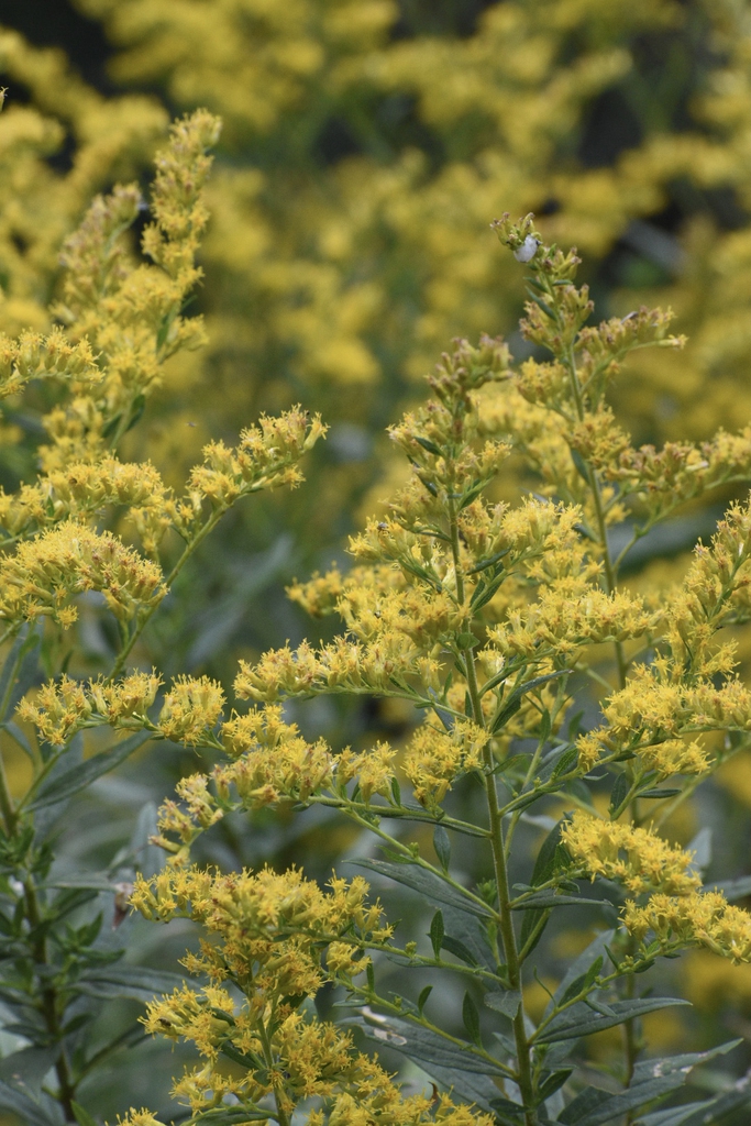Flowers - Fall - Wake Co., NC