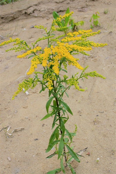 Solidago juncea