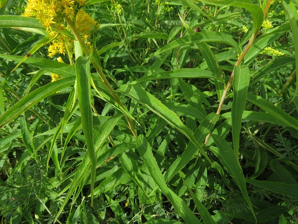 Solidago juncea