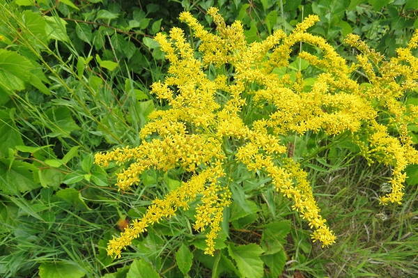 Solidago juncea