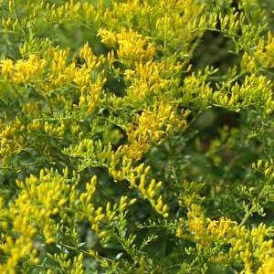 Solidago