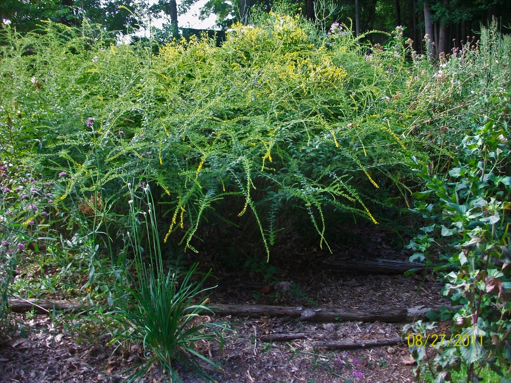 'Fireworks' start of blooming, late summer, Iredell County, NC