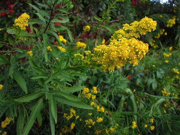 Flowering plant