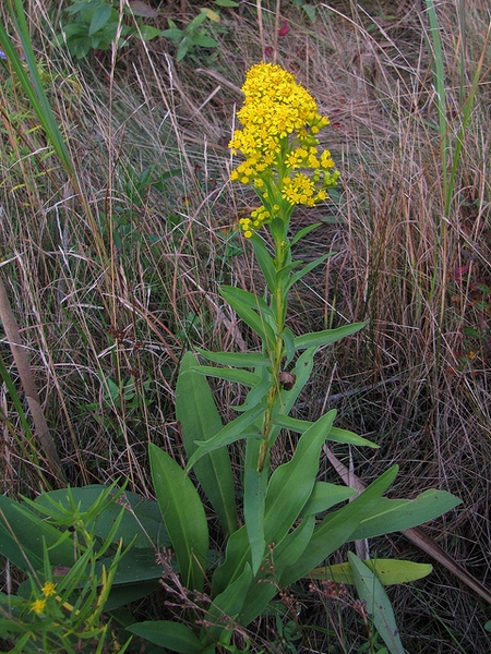 Form
