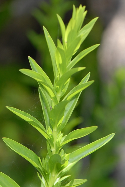 Stem leaves