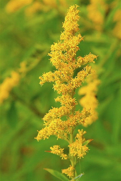 Solidago speciosa