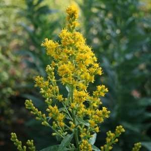 Solidago speciosa