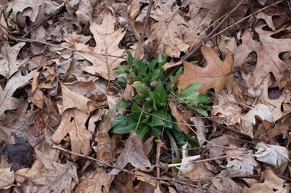 Solidago speciosa