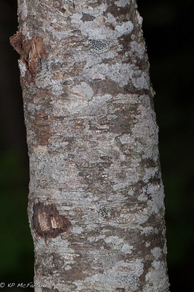 Bark