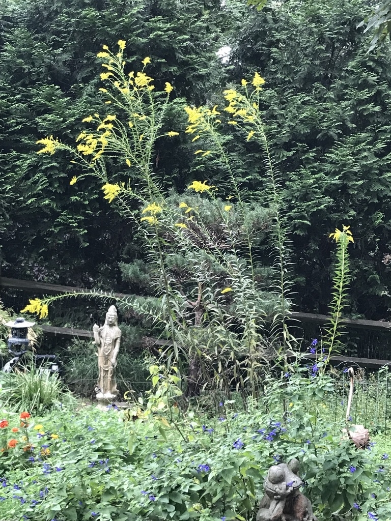 Cluster of small yellow flowers on spreading branches.