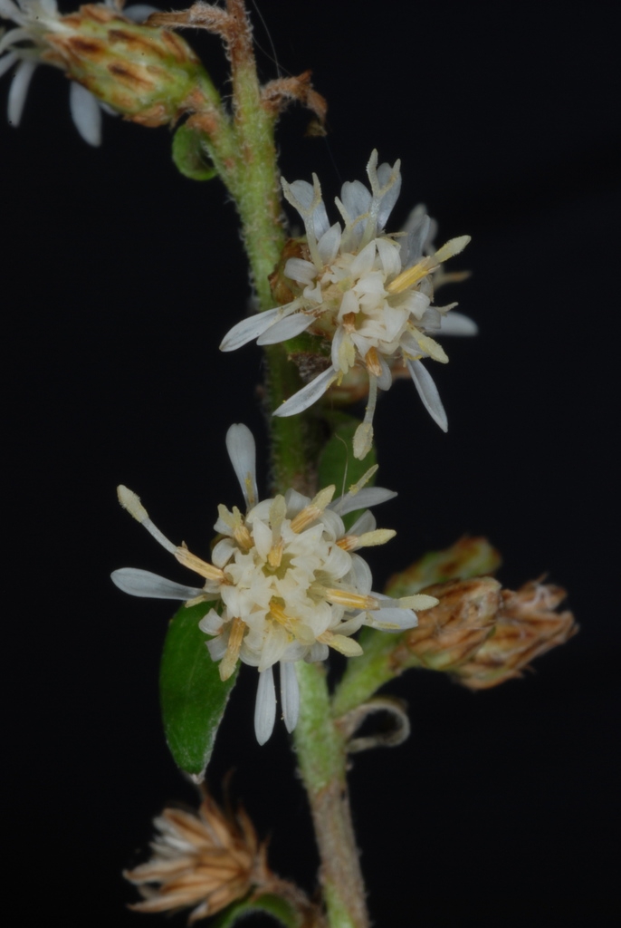 Ray and disc flowers (Niagara-on-the-Lake, ON)-Early Fall