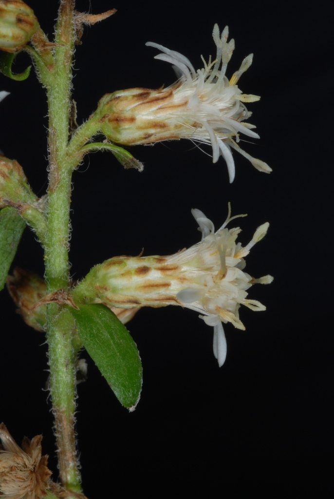 Side view of flowers (Niagara-on-the-Lake, ON)-Early Fall