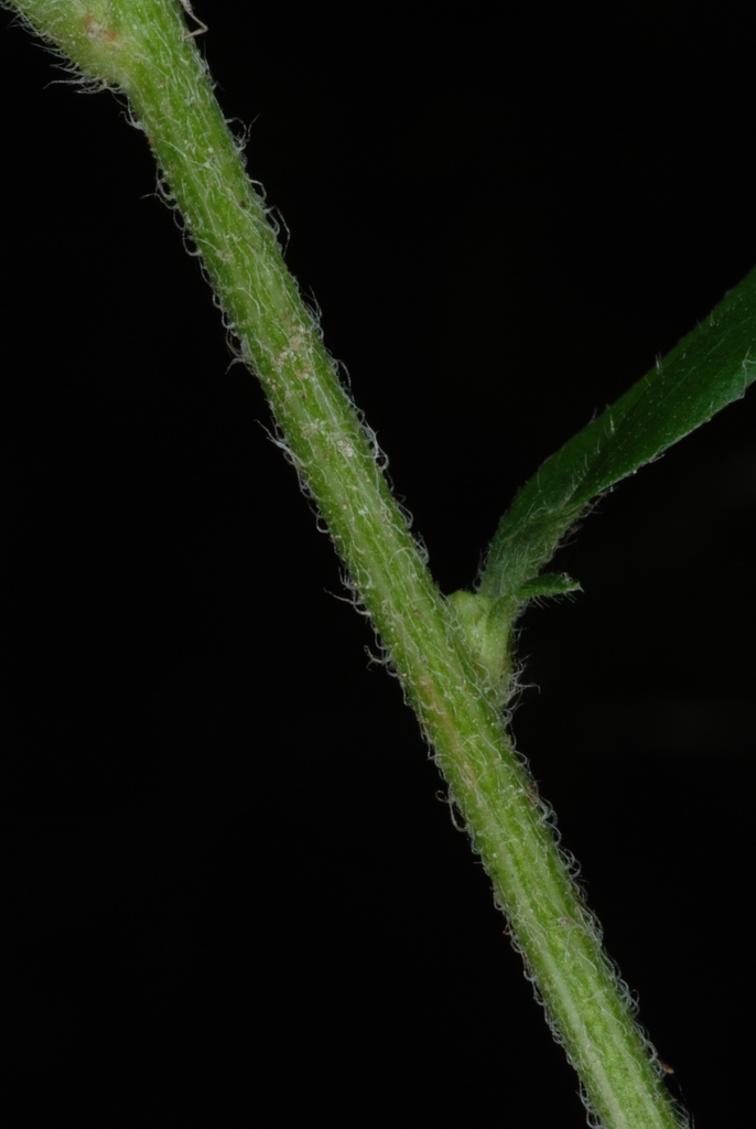 Stem with hairs (Niagara-on-the-Lake, ON)-Early Fall