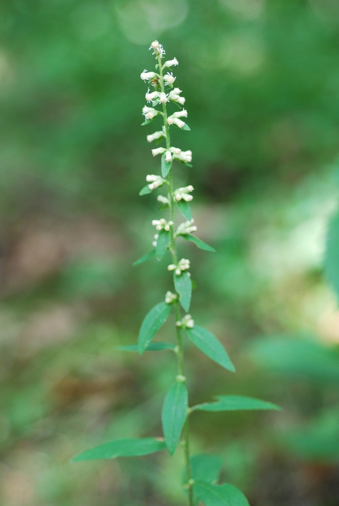 Flower spike (Niagara-on-the-Lake, ON)-Early Fall