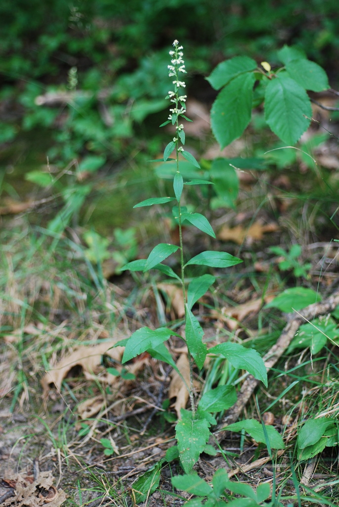 Flower form (Niagara-on-the-Lake, ON)-Early Fall
