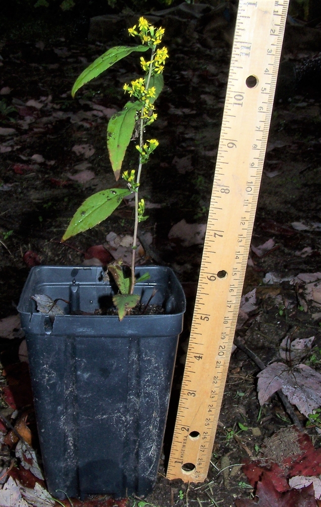 6-month Seedling Form - October - Durham Co., NC